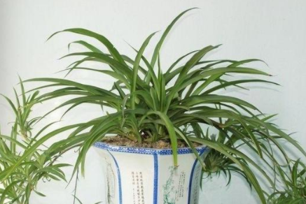 甲醛的克星是什么？