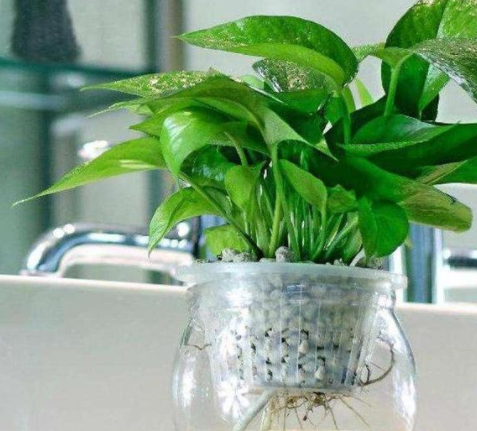 甲醛的克星是什么？