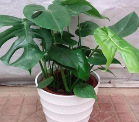 甲醛的克星是什么？